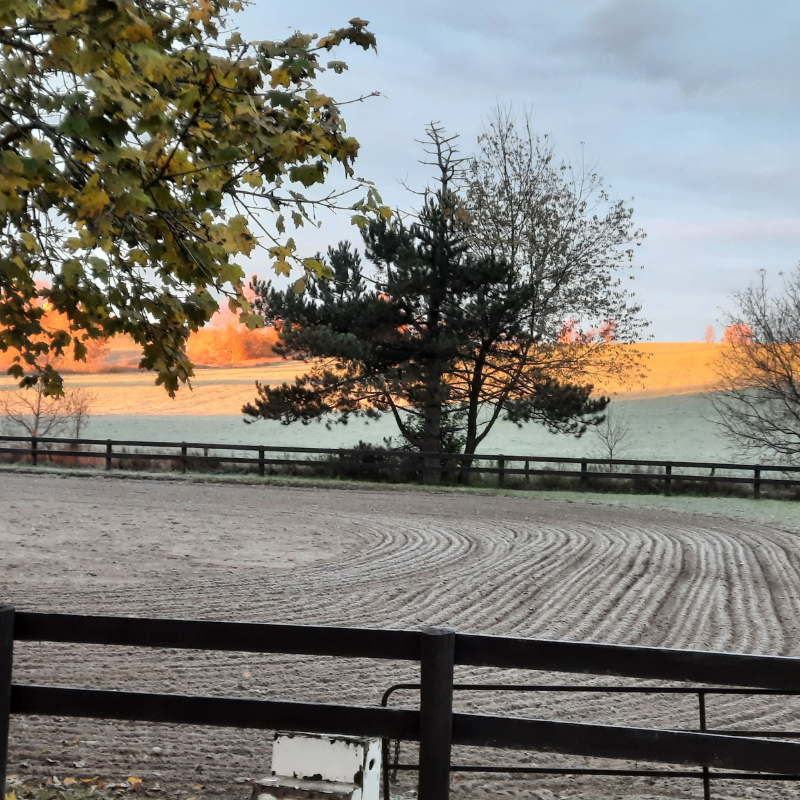 800 x 800 paddock pic